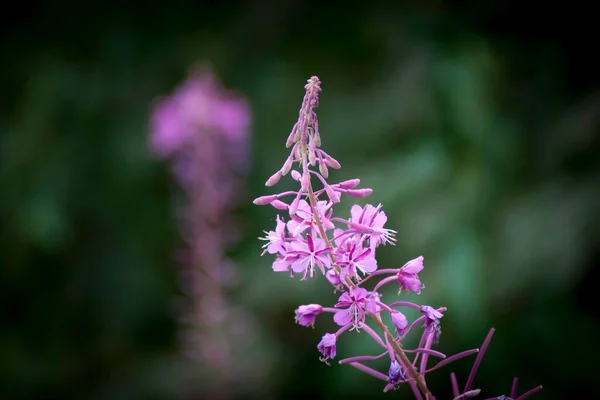 Enfoque Selectivo Flores Hojas Estrechas Iván Púrpura Campo Sobre Fondo —  Fotos de Stock