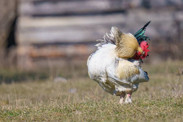 草の上の白い鶏のクローズアップショット — ストック写真