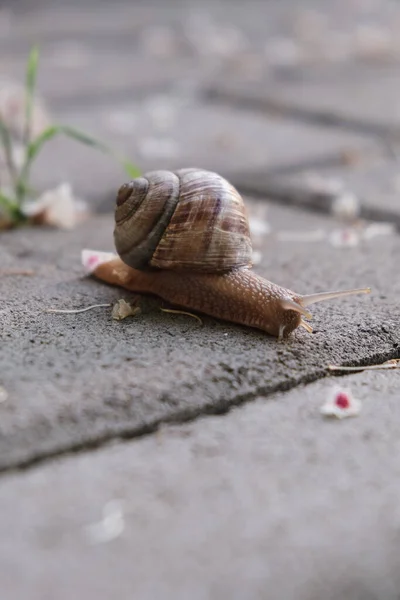 一只褐色蜗牛在地面上的垂直的特写镜头 背景模糊不清 — 图库照片