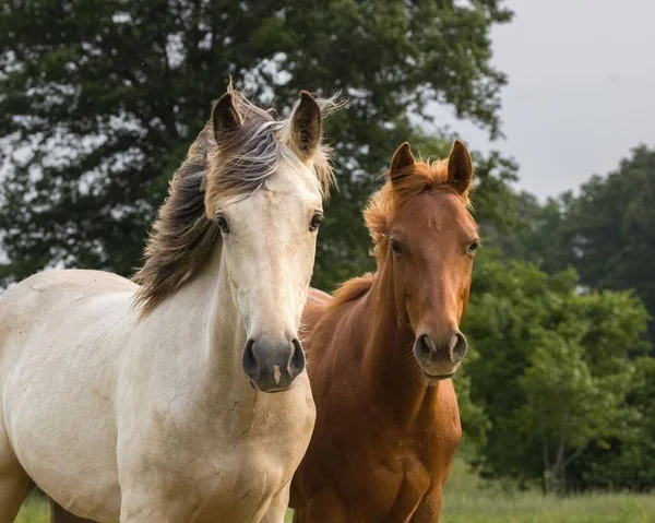 背景に木がある庭のかわいい白と茶色のアメリカのクオーター馬 — ストック写真