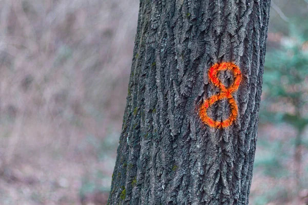 Primo Piano Albero Marcato Taglio — Foto Stock