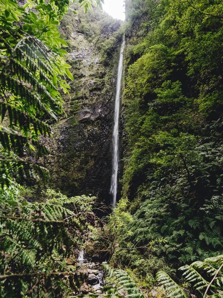 Vertikal Bild Ett Vattenfall Tropisk Skog Madeira Portugal — Stockfoto