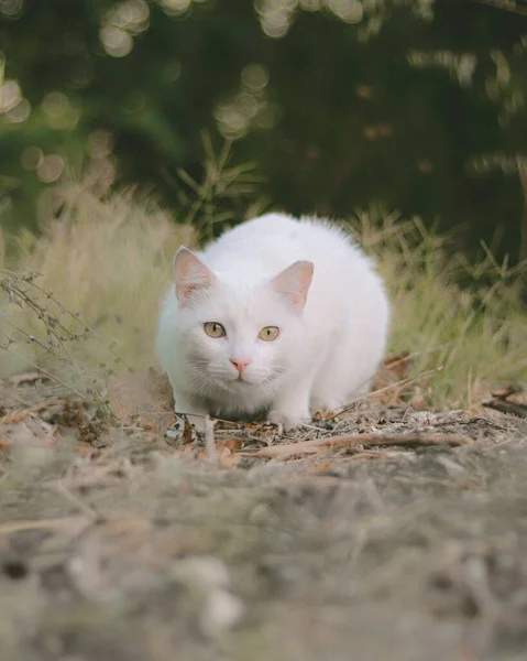 Selektiv Fokusbild Vacker Vit Katt — Stockfoto