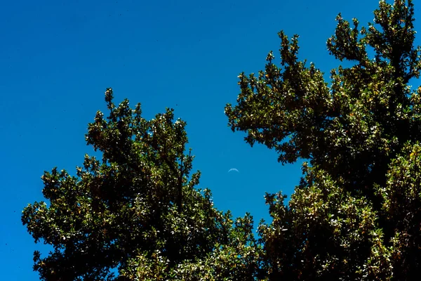 Прекрасний Вид Дерево Лісі Під Блакитним Небом — стокове фото