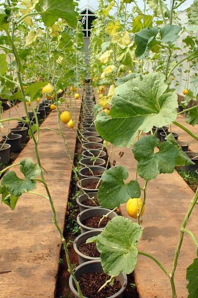 Ein Vertikaler Schuss Zitronenpflanzenreihen Einem Garten — Stockfoto