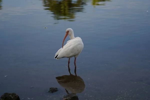 Szelektív Fókusz Felvétel Egy Fehér Ibis Madár Nézett Hátra Miközben — Stock Fotó