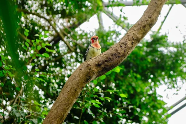 Bellissimo Scatto Uccello Barbuto Rosso Giallo Seduto Ramo Albero Una — Foto Stock