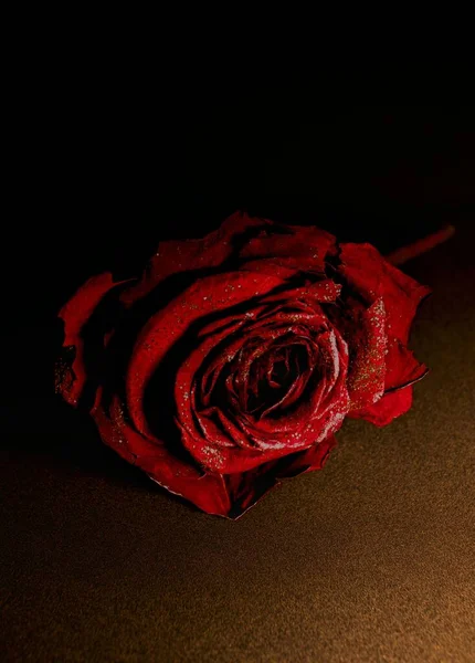 Eine Nahaufnahme Der Roten Rosenblüte — Stockfoto
