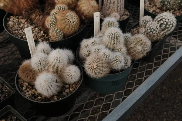 Närbild Kaktusar Inne Ett Växthus West Texas — Stockfoto