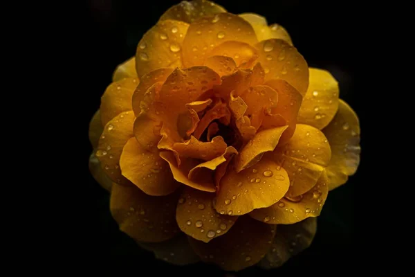 Крупный План Желтой Розы Капельками Воды Черном Фоне — стоковое фото