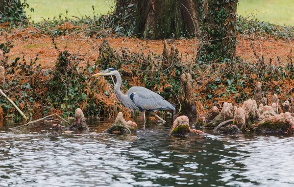 Grå Häger Går Nära Sjön Parken Solig Dag — Stockfoto