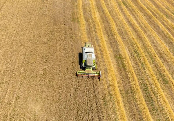 Tarlada Buğday Hasat Eden Bir Hava Manzarası Ekin Olgun — Stok fotoğraf
