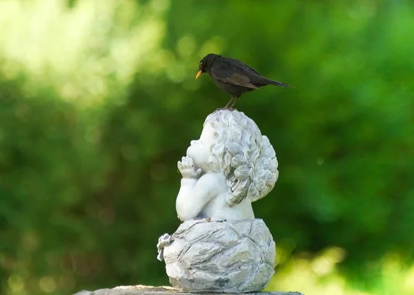 Primer Plano Mirlo Pie Sobre Piedra Escultura Cupido Con Fondo —  Fotos de Stock