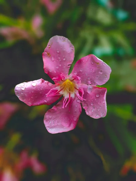 Zbliżenie Ujęcie Różowego Kwiatu — Zdjęcie stockowe