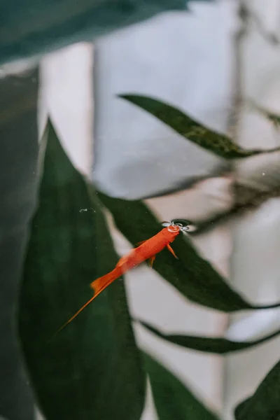 Sebuah Closeup Vertikal Ikan Yang Indah Berenang Kolam Kebun Raya — Stok Foto