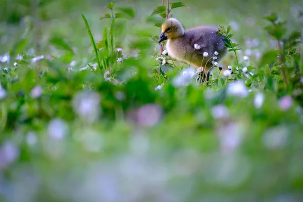 Close Gosling Canadense Grama — Fotografia de Stock