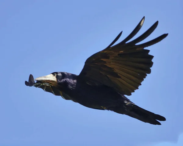 Closeup Black Rook Open Wings Soaring Clear Blue Sky — Stock Photo, Image