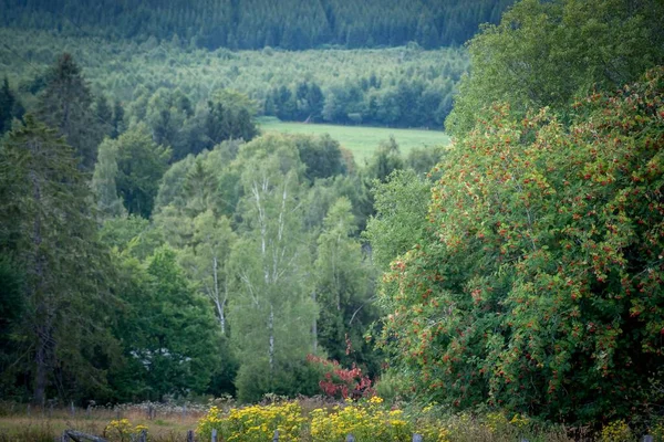Ein Natürlicher Blick Auf Bäume Und Vegetation Ohne Menschen — Stockfoto