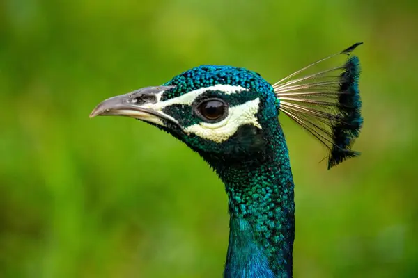 Tiro Foco Raso Cabeça Pavão Indiano Pavo Cristatus — Fotografia de Stock