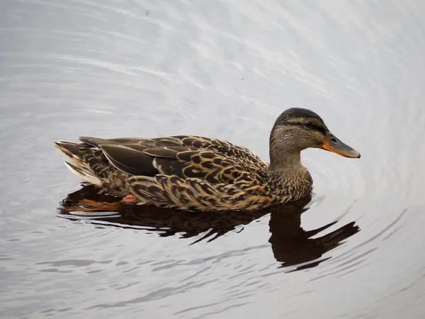 Een Close Shot Van Een Schattige Eend Zwemmen Het Meer — Stockfoto