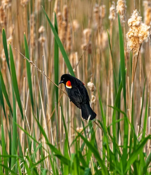 Mirlo Alas Amarillas Pie Una Ramita Con Desenfoque Cattail Plantas — Foto de Stock