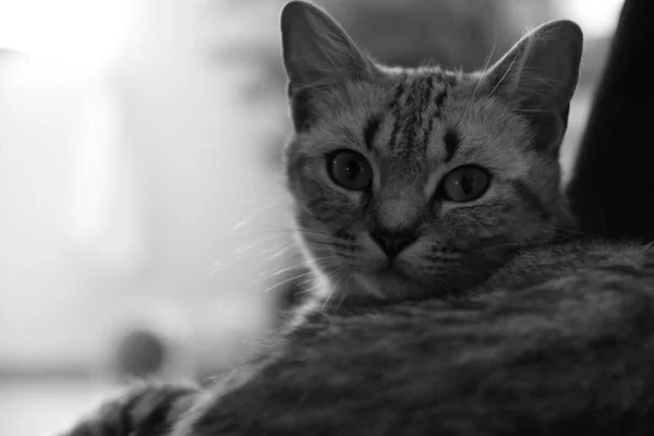 Primer Plano Escala Grises Gato Británico Shorthair Descansando — Foto de Stock