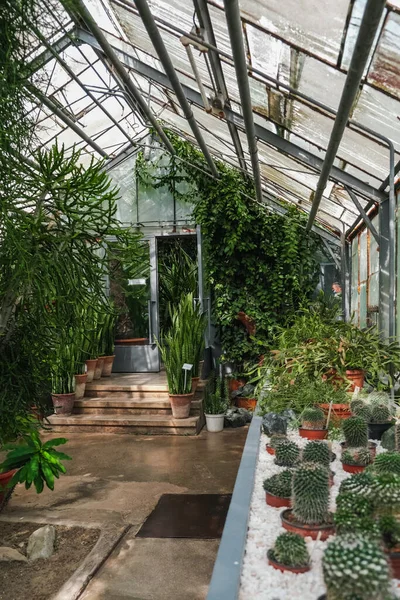 Vue Verticale Intérieur Jardin Botanique Iasi Roumanie — Photo