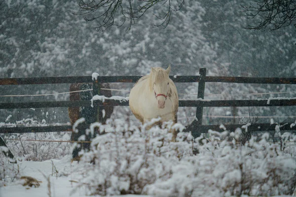 Vit Inhemsk Häst Equus Ferus Caballus Framför Ett Staket Vintern — Stockfoto