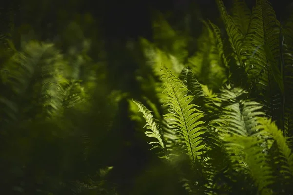 Een Groene Bosje Van Een Tropische Plant Met Wazige Planten — Stockfoto
