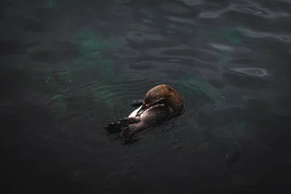 Detailní Záběr Divoké Kachny Plavající Vodě — Stock fotografie