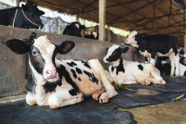 A view of beautiful cows resting under cow shed