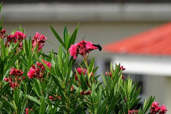 Μια Ρηχή Εστίαση Από Όμορφα Άνθη Πικροδάφνης Nerium Oleander — Φωτογραφία Αρχείου