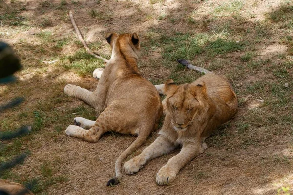 Крупный План Льва Львицей Отдыхающей Поляне Зоологическом Парке Сен Мартен — стоковое фото