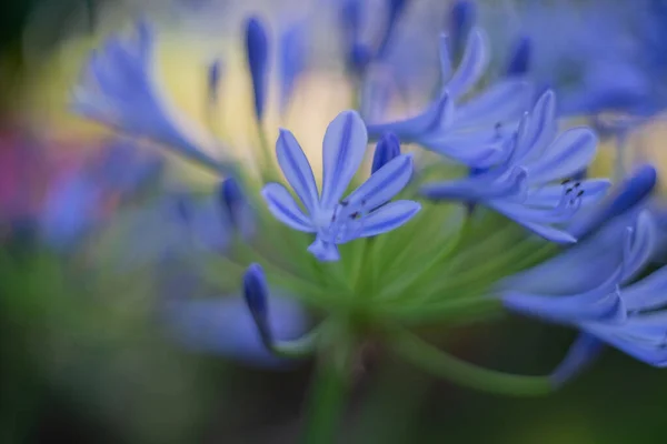 Detailní Záběr Fialové Lily Nilu Květiny Zahradě Rozmazaném Pozadí — Stock fotografie