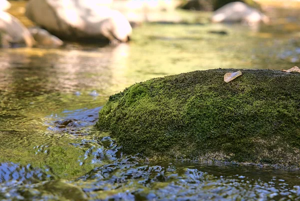 小さな小川の上に岩の上に横たわる小さな葉の塊 — ストック写真