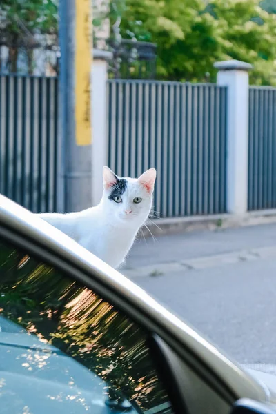 Colpo Verticale Gatto Bianco Con Segno Nero Sulla Faccia Piedi — Foto Stock