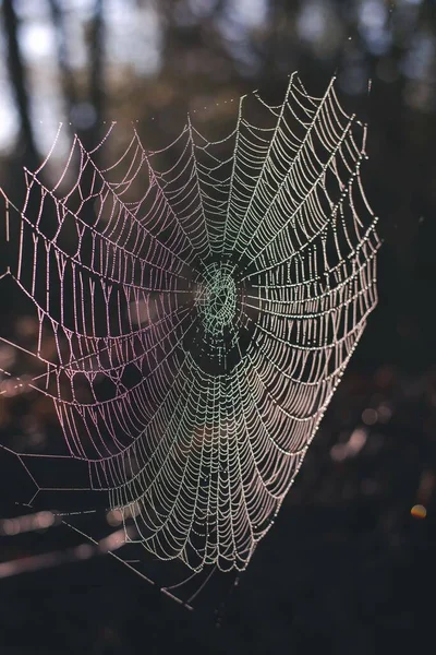 Colpo Fuoco Selettivo Ragnatela Ornata Con Goccioline Acqua All Alba — Foto Stock