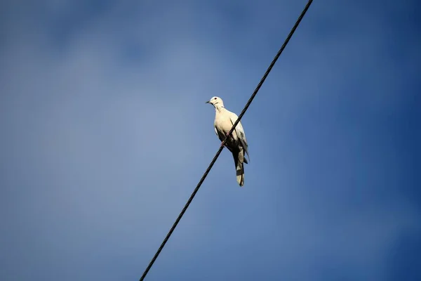 青い空の下のワイヤーの上に立つ白い鳩の低い角度 — ストック写真