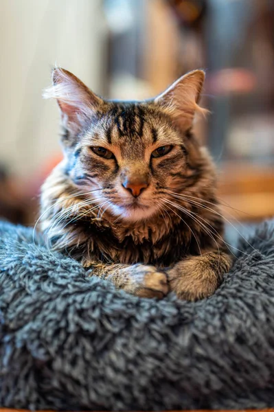 Een Schattig Gestreept Kitten Rustend Een Zacht Oppervlak — Stockfoto