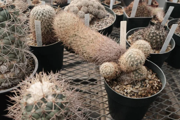 Primo Piano Cactus All Interno Una Serra Nel Texas Occidentale — Foto Stock