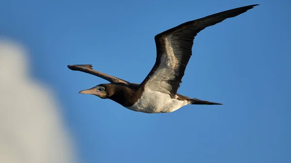 Zbliżenie Brunatnego Booby Ptaszka Latającego Błękitnym Niebie — Zdjęcie stockowe