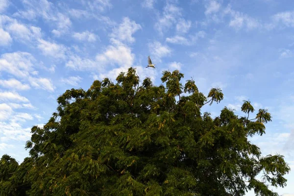 Velký Pták Letí Přes Velký Strom Proti Modré Obloze Pozadí — Stock fotografie