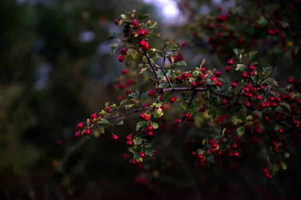 Closeup Berry Plant Branch Dark Red Fruits Blurry Background — Stock Photo, Image