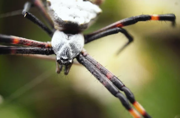 宏观摄影中的蜘蛛Argiope Argentata — 图库照片