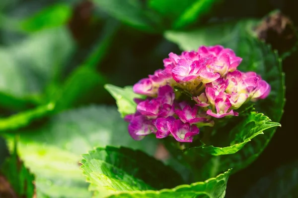 Крупный План Розовых Цветов Hydrangea Зеленом Пятне — стоковое фото