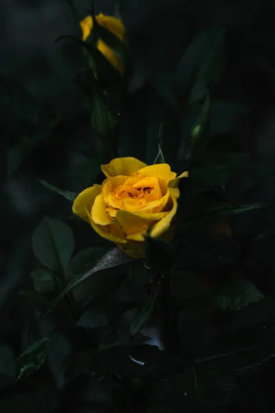 루마니아의 라시에 속에서 노란색 장미가 수직으로 오르는 — 스톡 사진