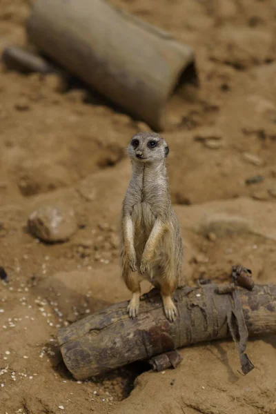 Primer Plano Suricata Sentado Mirando Lado — Foto de Stock