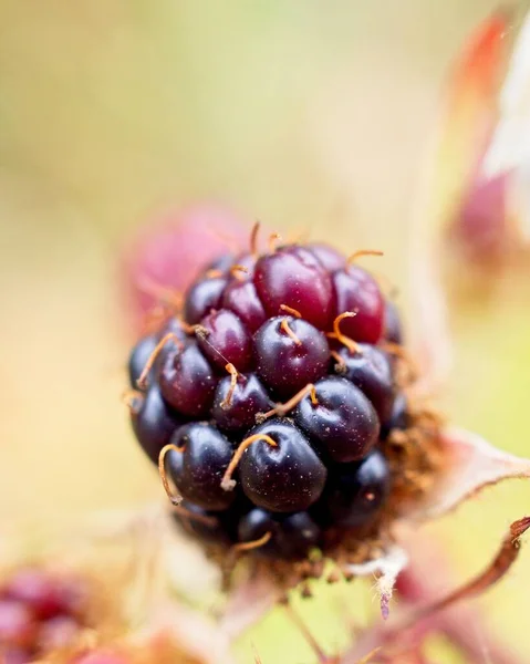 Frutas Silvestres Sulham Meadows — Fotografia de Stock