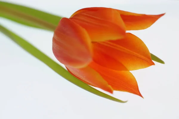 Gros Plan Photo Tulipe Orange Sur Fond Blanc — Photo