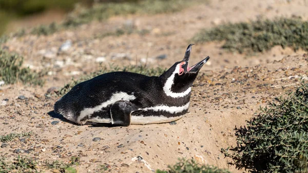 Closeup Humboldt Penguin Shore — Stock Photo, Image